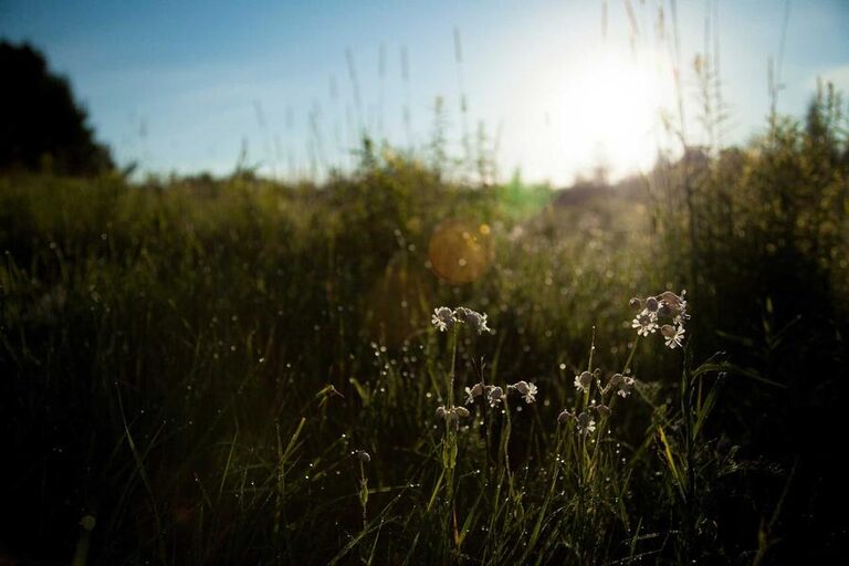 resized_33_fallback